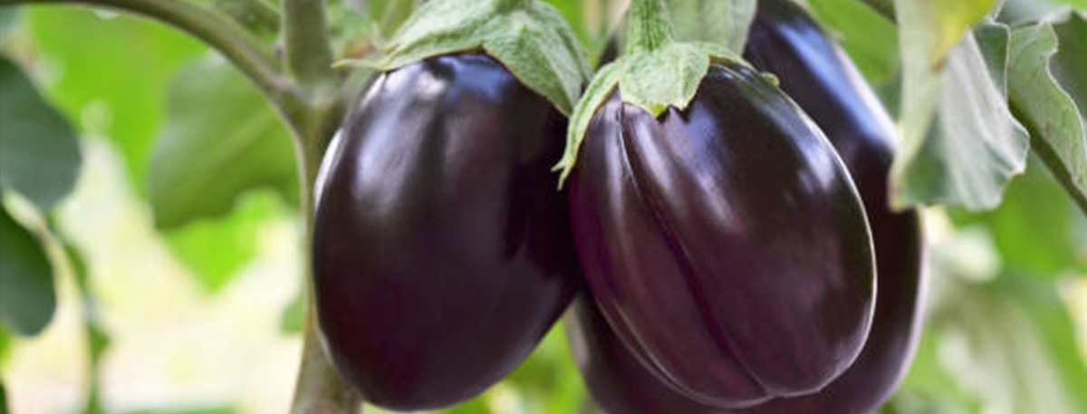 Brinjal