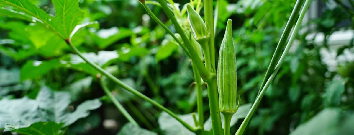 Okra