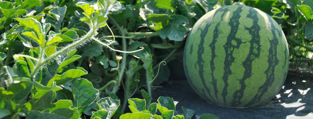 Water Melons