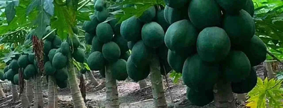 Papaya