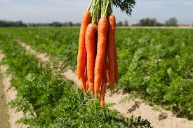 Carrot