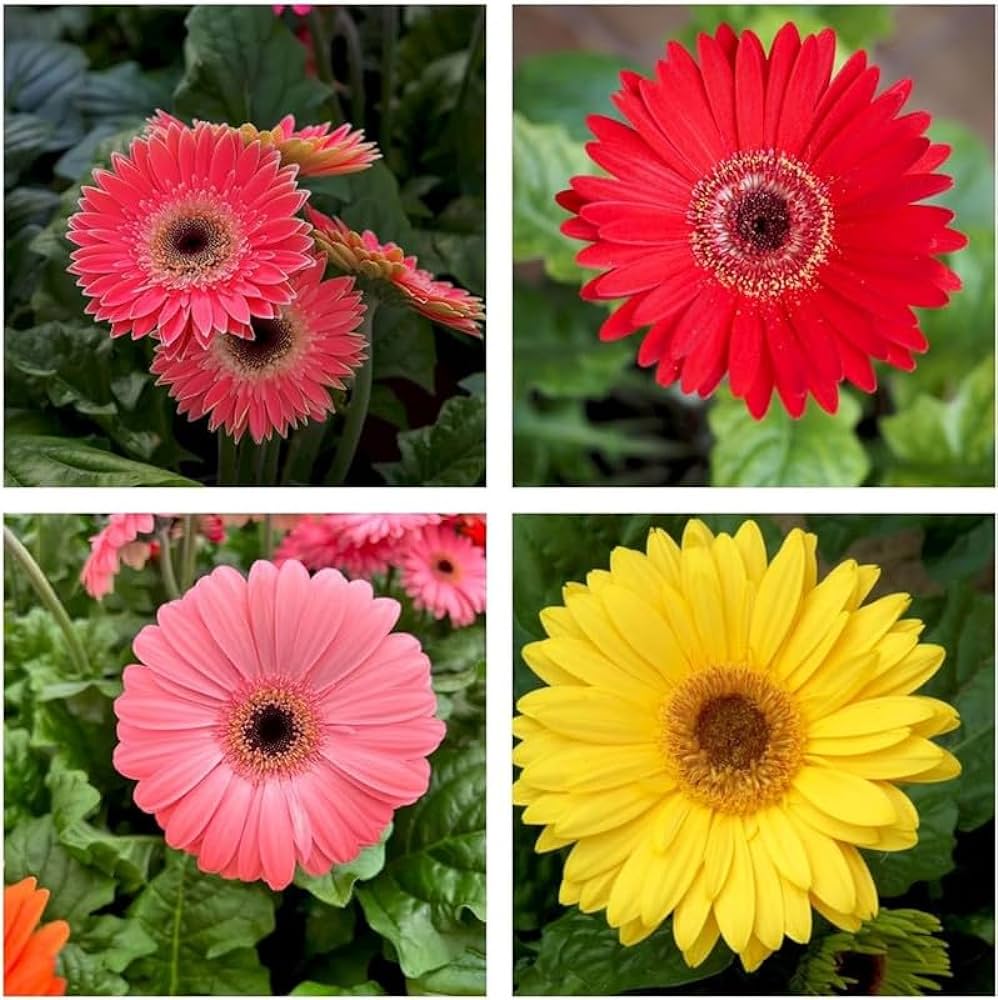 Polyhouse Cut Flowers