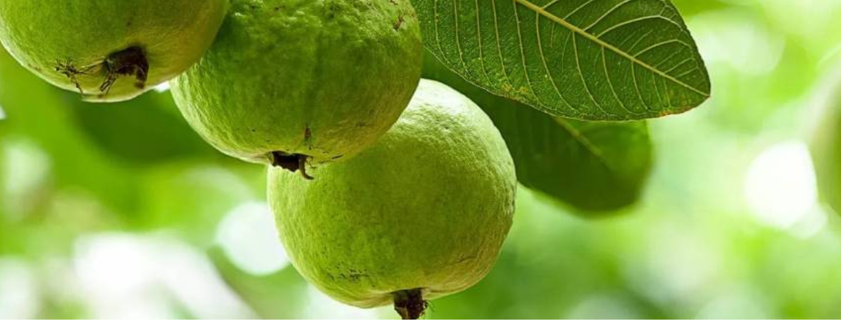 Guava