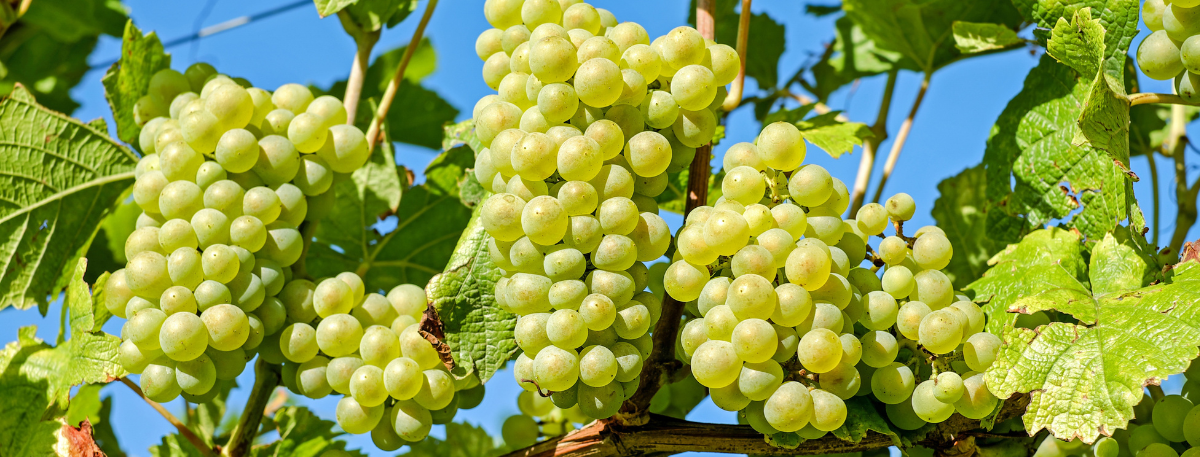 Grapes
